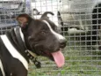 Cachorro raça Pit-Bull idade 5 anos nome THOR