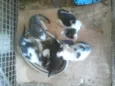 Gatinhos