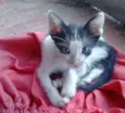 Gatinhos
