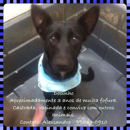 Cachorro ra a SRD idade 3 anos nome DOCINHO