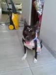 Belinha
