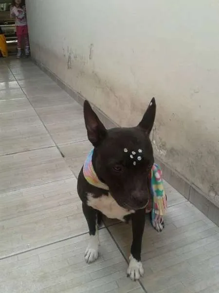 Cachorro ra a Pit-Bull idade 6 ou mais anos nome Belinha 