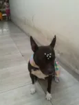 Belinha