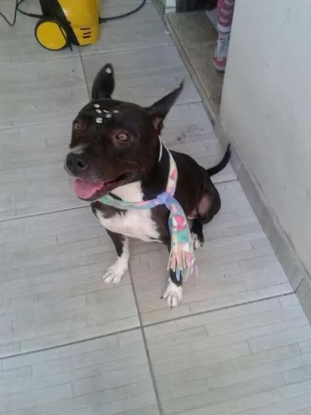 Cachorro ra a Pit-Bull idade 6 ou mais anos nome Belinha 