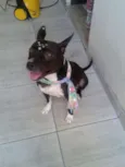 Belinha