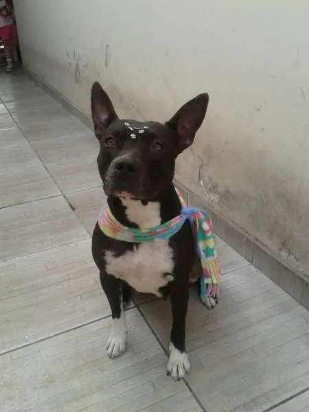 Cachorro ra a Pit-Bull idade 6 ou mais anos nome Belinha 