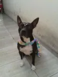 Belinha