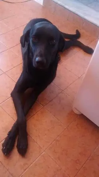 Cachorro ra a srd idade 2 anos nome Maya