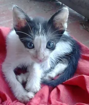 Gato raça SRD idade Abaixo de 2 meses nome Gatinhos 