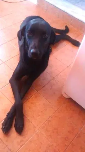 Cachorro raça srd idade 2 anos nome Maya