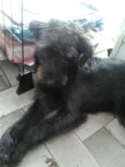Neguinho