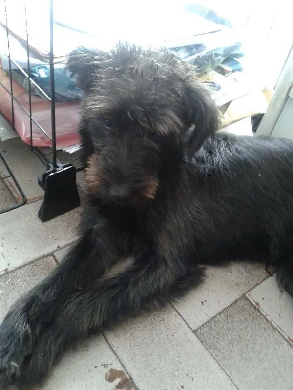 Cachorro ra a srd idade 7 a 11 meses nome Neguinho