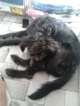 Neguinho
