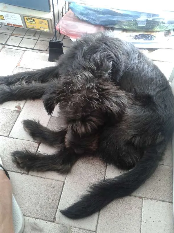 Cachorro ra a srd idade 7 a 11 meses nome Neguinho