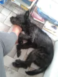 Neguinho