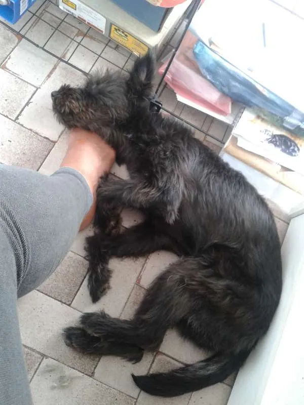 Cachorro ra a srd idade 7 a 11 meses nome Neguinho