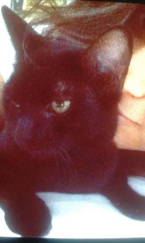 Gato raça RND idade 2 a 6 meses nome KIARA