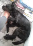 Neguinho