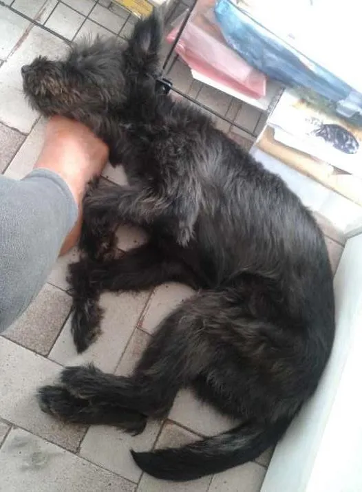 Cachorro ra a srd idade 7 a 11 meses nome Neguinho