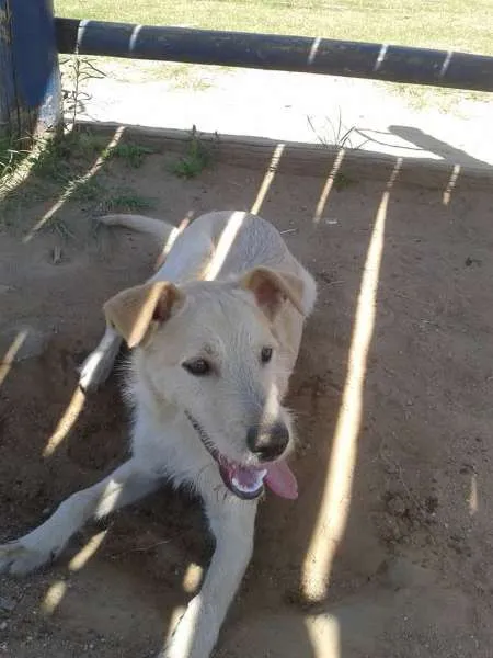 Cachorro ra a NAO DEFINIDA idade 1 ano nome HARRY
