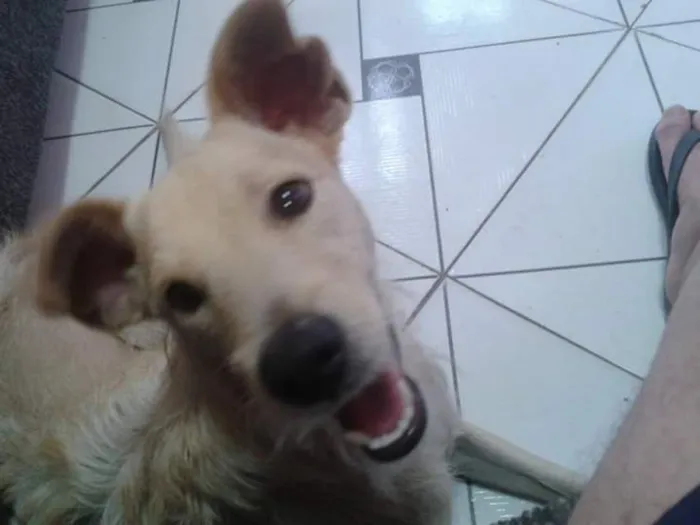 Cachorro ra a NAO DEFINIDA idade 1 ano nome HARRY