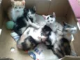 gatinhos