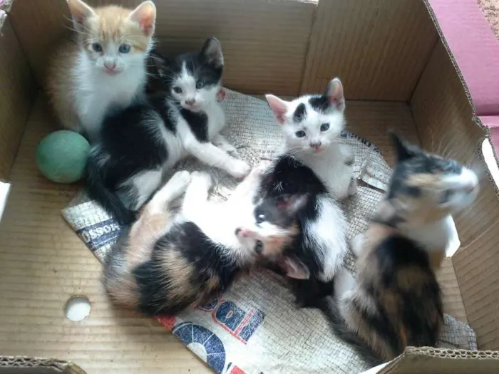 Gato ra a vira lata idade Abaixo de 2 meses nome gatinhos