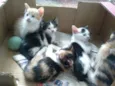 gatinhos