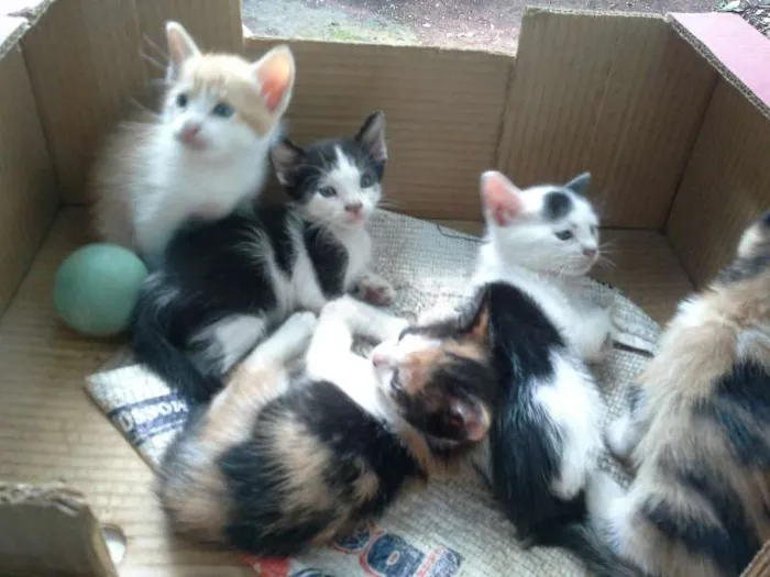 Gato ra a vira lata idade Abaixo de 2 meses nome gatinhos