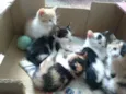gatinhos