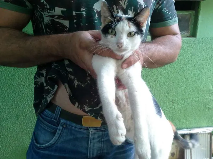 Gato ra a vira lata idade Abaixo de 2 meses nome gatinhos