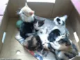 gatinhos