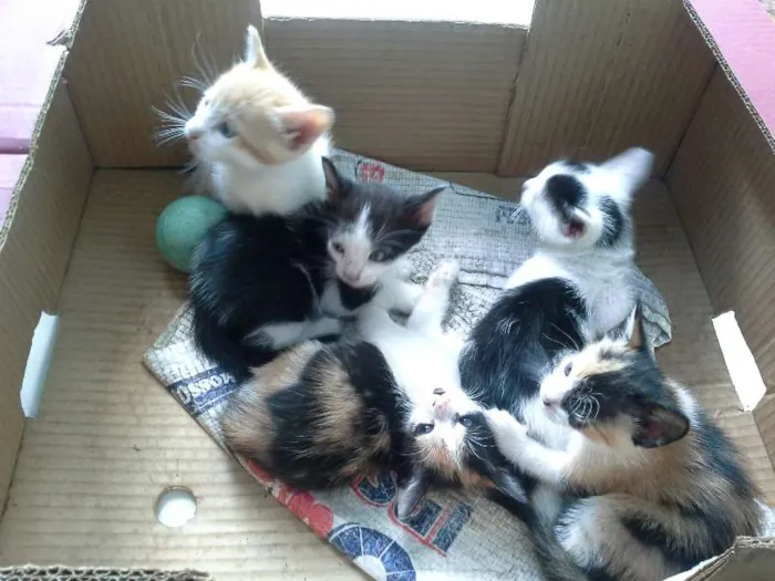 Gato ra a vira lata idade Abaixo de 2 meses nome gatinhos