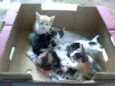 gatinhos