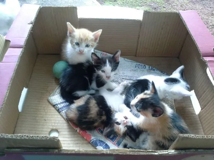 Gato ra a vira lata idade Abaixo de 2 meses nome gatinhos