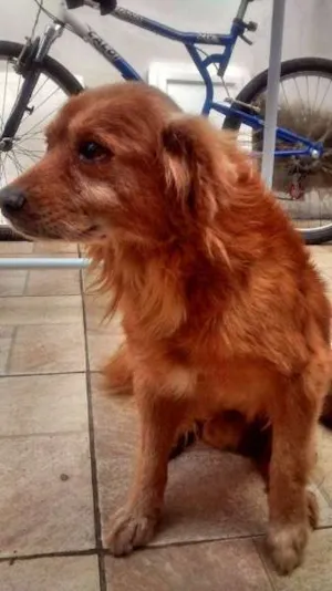 Cachorro raça pastor com rotfailer idade 6 ou mais anos nome mel