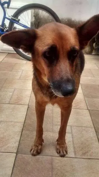 Cachorro ra a pastor com rotfailer idade 6 ou mais anos nome mel