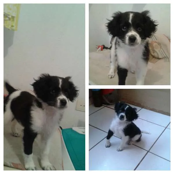 Cachorro ra a não definido idade 2 a 6 meses nome Sheik