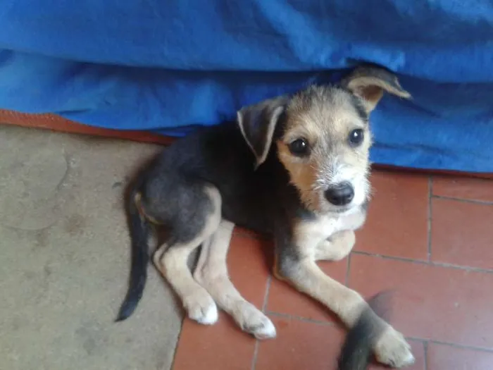 Cachorro ra a vira lata idade 2 a 6 meses nome Jhony