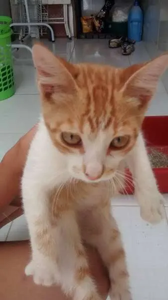 Gato ra a  idade 2 a 6 meses nome chatran