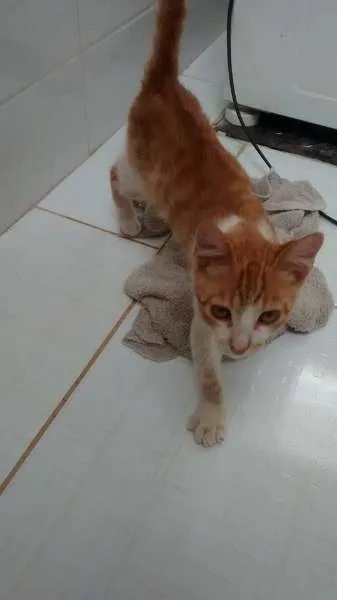 Gato ra a  idade 2 a 6 meses nome chatran