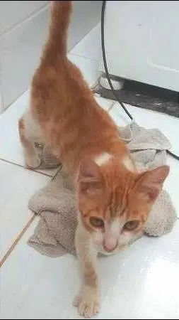 Gato ra a  idade 2 a 6 meses nome chatran