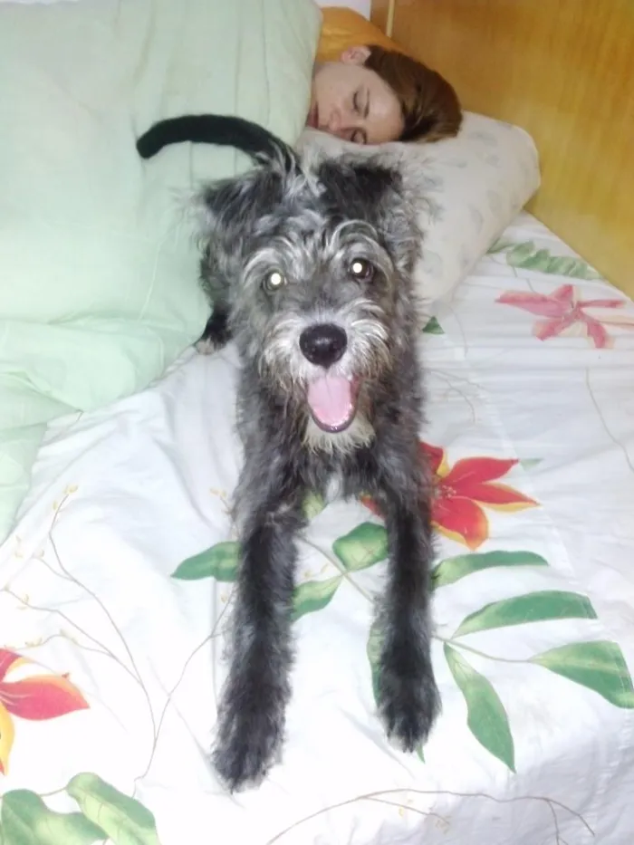 Cachorro ra a Vira Lata idade 2 a 6 meses nome Pretinha