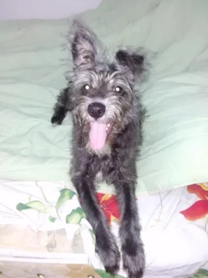 Cachorro raça Vira Lata idade 2 a 6 meses nome Pretinha
