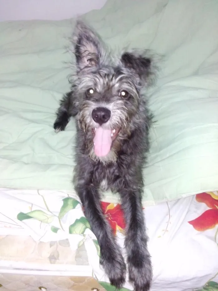 Cachorro ra a Vira Lata idade 2 a 6 meses nome Pretinha