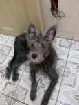 Pretinha