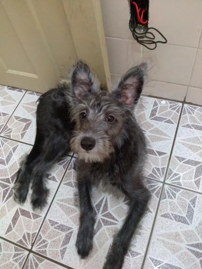 Cachorro ra a Vira Lata idade 2 a 6 meses nome Pretinha