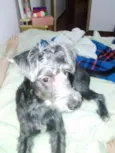 Pretinha