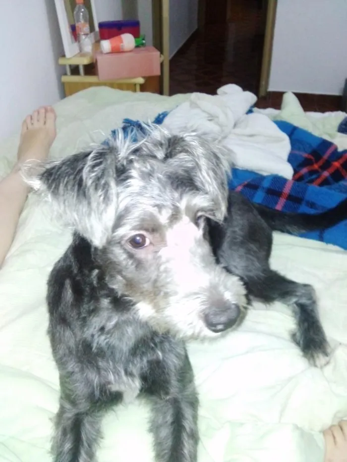 Cachorro ra a Vira Lata idade 2 a 6 meses nome Pretinha