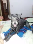 Pretinha